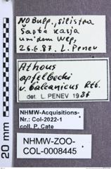 Etikette zu Athous (Orthathous) balcanicus (Reitter, 1905) (NHMW-ZOO-COL-0008445)